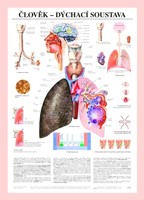Člověk dýchací soustava (nástěnná mapa)