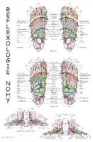 Reflexologie nohy (nástěnná mapa)