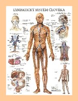 Lymfatický systém člověka (nástěnná mapa)