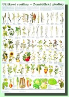 Užitkové rostliny - zemědělské plodiny  (nástěnná mapa)