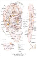Aurikuloterapie (nástěnná mapa)