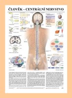 Člověk  centrální nervstvo (nástěnná mapa)