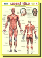 Lidské tělo svalová soustava (nástěnná mapa)